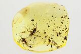 Two Fossil Fungus Gnats (Mycetophilidae) in Baltic Amber #357820-1